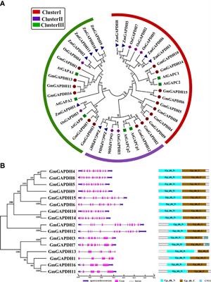Genome-wide identification and analysis of glyceraldehyde-3-phosphate dehydrogenase family reveals the role of GmGAPDH14 to improve salt tolerance in soybean (Glycine max L.)